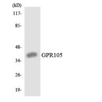GPR105 Polyclonal Antibody