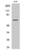 GPR108 Polyclonal Antibody