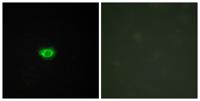GPR108 Polyclonal Antibody