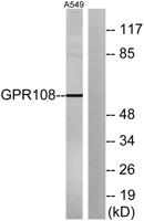 GPR108 Polyclonal Antibody