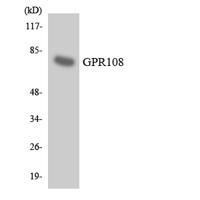 GPR108 Polyclonal Antibody