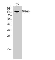 GPR110 Polyclonal Antibody