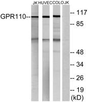 GPR110 Polyclonal Antibody