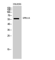 GPR114 Polyclonal Antibody