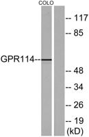GPR114 Polyclonal Antibody
