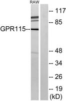 GPR115 Polyclonal Antibody