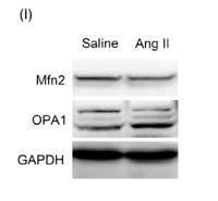 OPA1 Polyclonal Antibody
