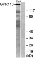 GPR116 Polyclonal Antibody