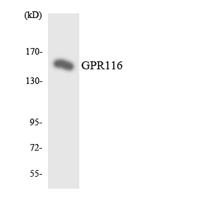 GPR116 Polyclonal Antibody