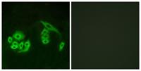 GPR12 Polyclonal Antibody