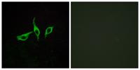 GPR120 Polyclonal Antibody