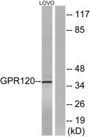 GPR120 Polyclonal Antibody