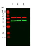 GPR120 Polyclonal Antibody