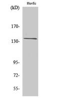 GPR126 Polyclonal Antibody