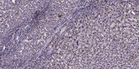 GPR126 Polyclonal Antibody