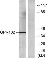 GPR132 Polyclonal Antibody