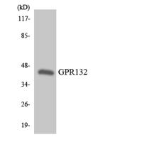 GPR132 Polyclonal Antibody