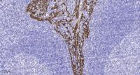 GPR132 Polyclonal Antibody