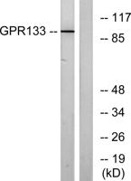 GPR133 Polyclonal Antibody