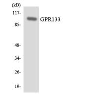 GPR133 Polyclonal Antibody