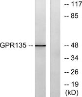 GPR135 Polyclonal Antibody