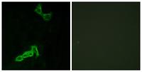 GPR137C Polyclonal Antibody