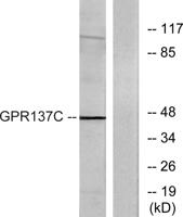 GPR137C Polyclonal Antibody