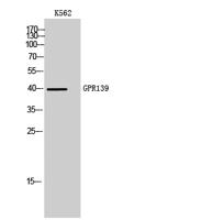 GPR139 Polyclonal Antibody