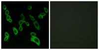 GPR139 Polyclonal Antibody