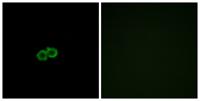 GPR142 Polyclonal Antibody