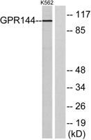 GPR144 Polyclonal Antibody
