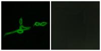 GPR15 Polyclonal Antibody