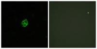 GPR151 Polyclonal Antibody