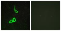 GPR153 Polyclonal Antibody