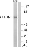 GPR153 Polyclonal Antibody