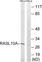 RRP22 Polyclonal Antibody