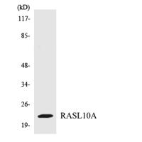 RRP22 Polyclonal Antibody