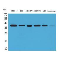 RRP7A Polyclonal Antibody
