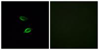 GPR157 Polyclonal Antibody