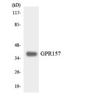 GPR157 Polyclonal Antibody