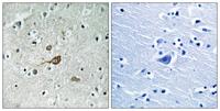 Abl1/2 Polyclonal Antibody