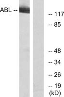 Abl1/2 Polyclonal Antibody