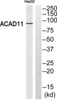 ACAD-11 Polyclonal Antibody