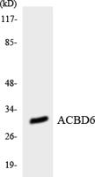 ACBD6 Polyclonal Antibody