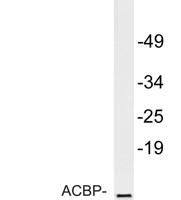 ACBP Polyclonal Antibody