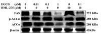ACCα Polyclonal Antibody