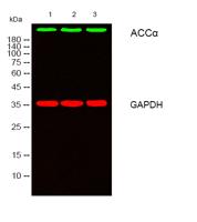 ACCα Polyclonal Antibody