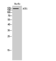 ACE1 Polyclonal Antibody