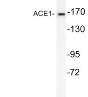 ACE1 Polyclonal Antibody