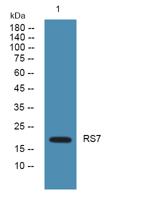 RS7 Polyclonal Antibody